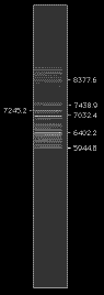 NeM_O300_view.GIF