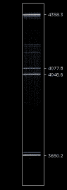 HgO_U900_view.GIF