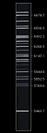 MixO_O600_view.GIF