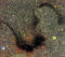 Thumbnail image of picture found for this day.